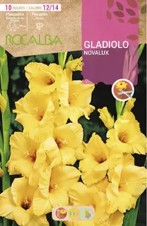 Bulbo Gladiolos 12/14 Novalux Amarillo