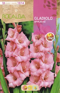 Bulbo Gladiolos 12/14 Applause Rosa