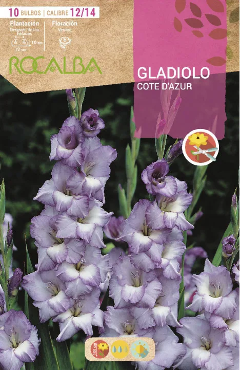 Bulbo Gladiolos 12/14 Cote Dazur Azul Celeste