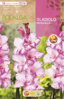 Bulbo Gladiolos 12/14 Prisquilla Blanco Crema