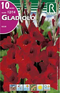 Bulbo Gladiolos 12/14 Oscar Rojo Oscuro