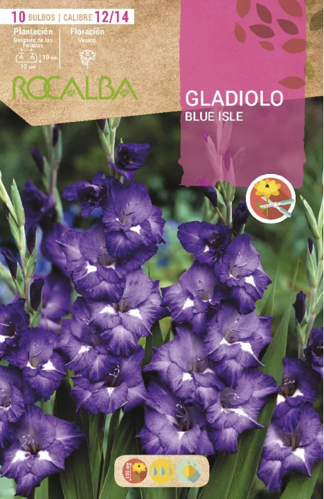Bulbo Gladiolos 12/14 Blue Isle Azul Oscuro