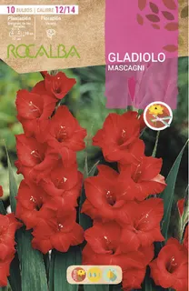 Bulbo Gladiolos 12/14 Mascagni Rojo