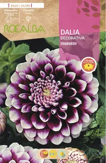 Bulbo Dalia Edinburgh Violeta Puntas Blancas