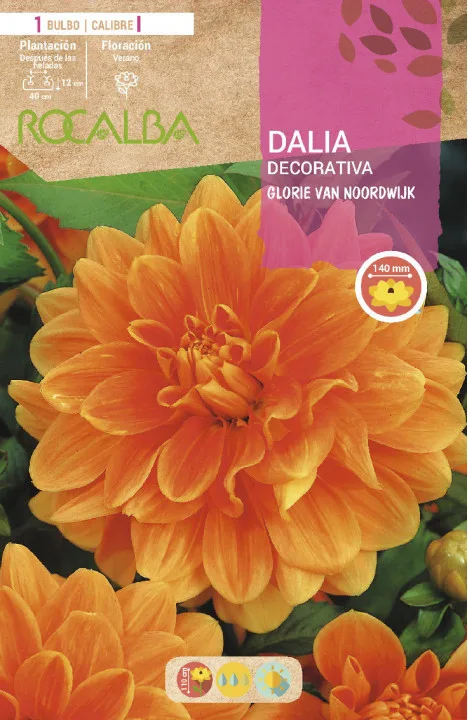 Bulbo Dalias Glorie Van Noordwijk Naranja