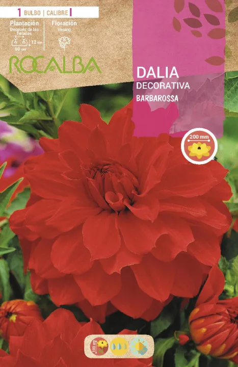 Bulbo Dalia Barbarossa Rojo — foto principal