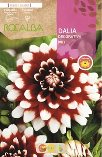 Bulbo Dalia Duet Escarlata Puntas Blancas