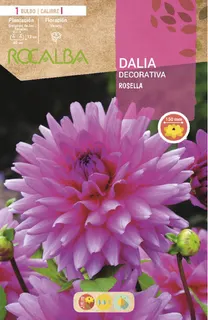 Bulbo Dalia Rosella Rosa Purpura