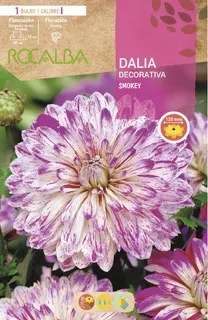 Bulbo Dalias Smokey Blanco con Lila