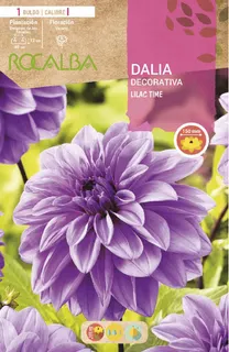 Bulbo Dalia Lilac Time Lila Purpura
