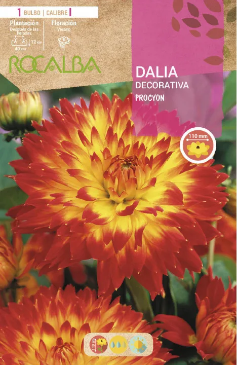 Bulbo Dalia Procyon Rojo y Amarillo — foto principal