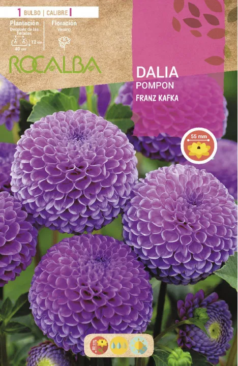 Bulbo Dalias Pompon Franz Kafka Lila — foto principal