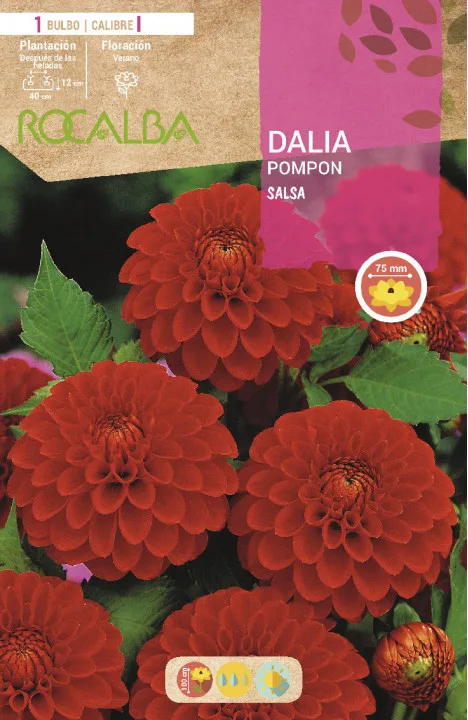 Bulbo Dalia Pompon Salsa Rojo Vivo — foto principal