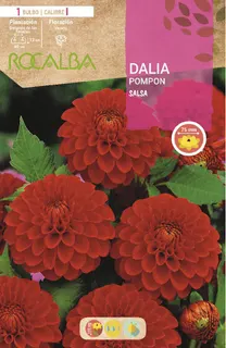 Bulbo Dalia Pompon Salsa Rojo Vivo