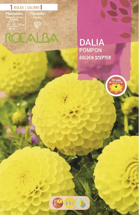 Bulbo Dalia Pompon Golden Scepter Amarillo — foto principal