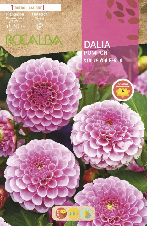 Bulbo Dalia Pompon Stolze Von Berlin Rosa — foto principal
