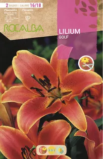 Bulbos Liliums 16/18 Golf Naranja