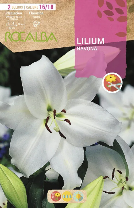 Bulbo Liliums 16/18 Navona Blanco
