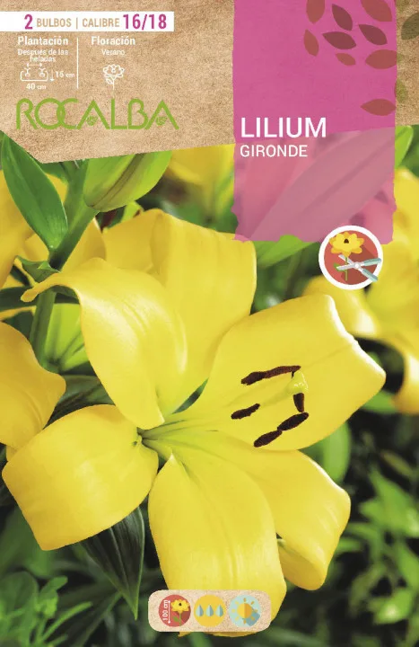 Bulbo Liliums 16/18 Gironde Amarillo — foto principal