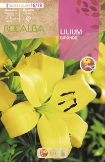 Bulbo Liliums 16/18 Gironde Amarillo