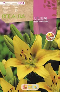 Bulbo Liliums 16/18 Dreamland Amarillo Puntos Rojos