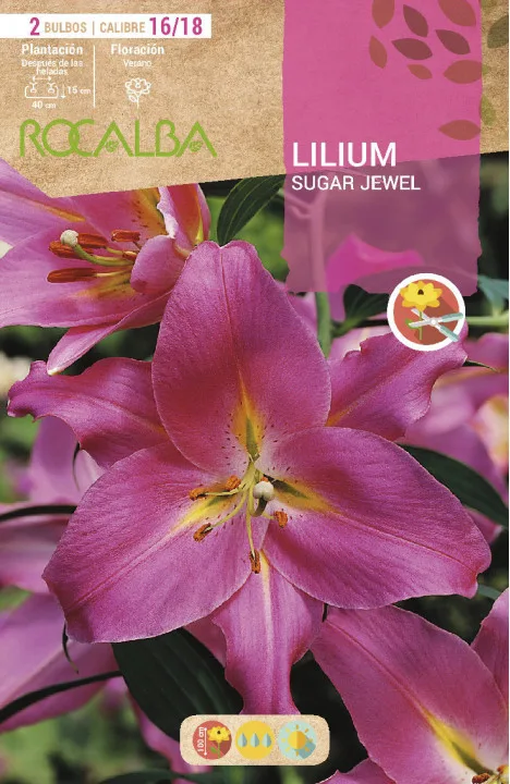 Bulbos Liliums 16/18 Sugar Jewel Rosa Fuerte — foto principal