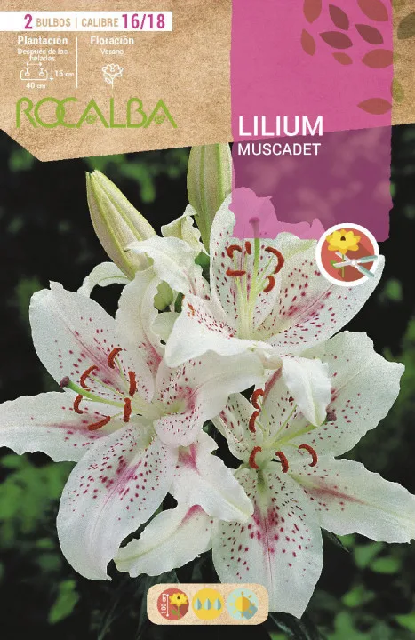 Bulbo Liliums 16/18 Muscadet Blanco Puntos Rojos
