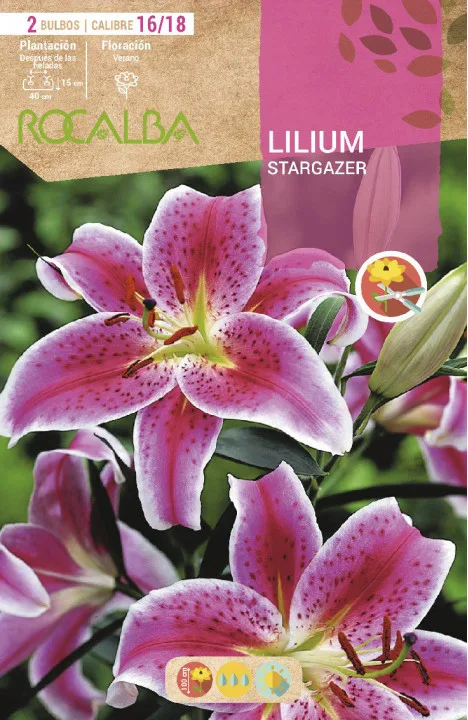 Bulbo Liliums 16/18 Stargazer Rosa Borde Blanco