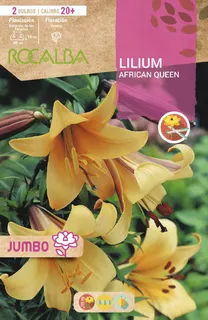Bulbo Liliums Jumbo African Queen Naranja