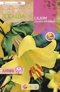 Bulbo Liliums Jumbo Golden Splendor