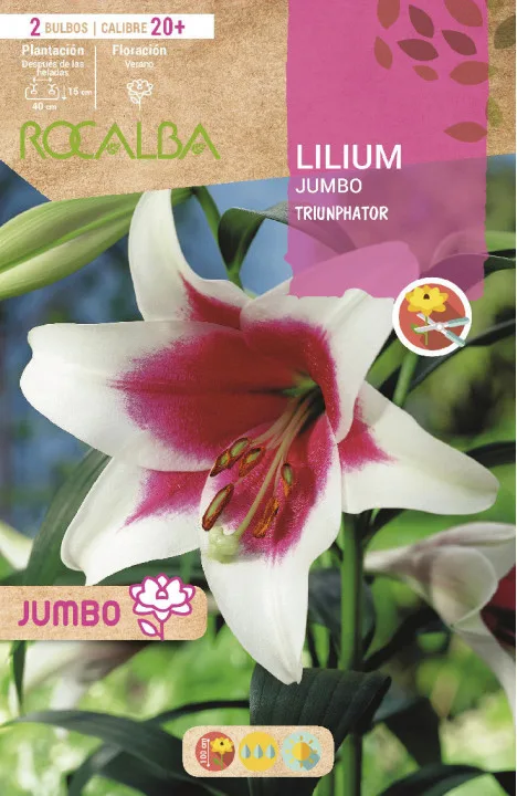 Bulbo Liliums Jumbo Triumphator Blanco Centro Rojo