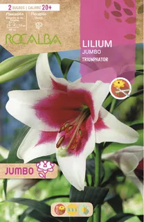 Bulbo Liliums Jumbo Triumphator Blanco Centro Rojo