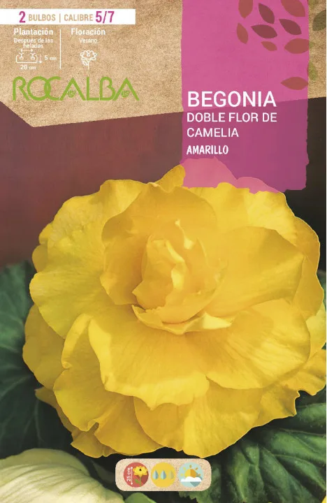 Bulbos Begonia Dobles Flor de Camelia Amarillo