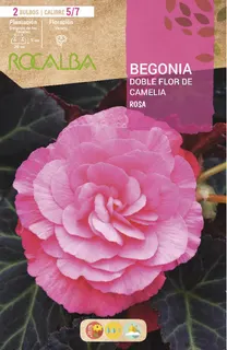Bulbos Begonia Dobles Flor de Camelia Rosa