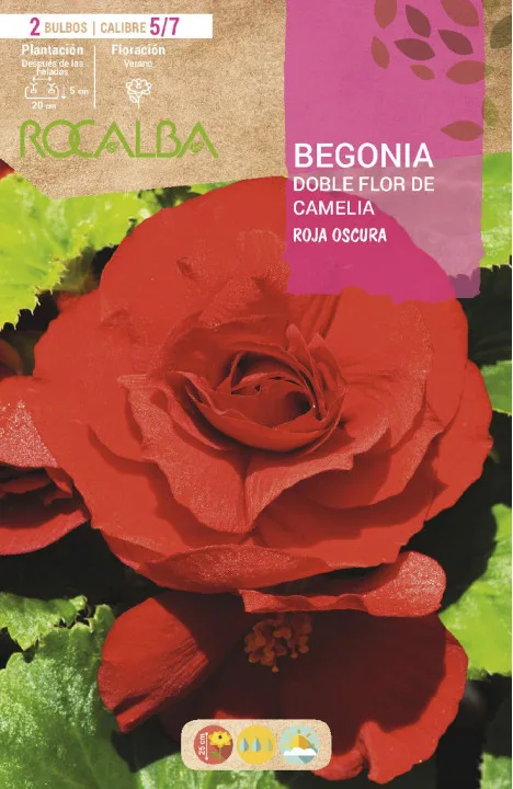 Bulbo Begonias Dobles Flor de Camelia Rojo Oscuro
