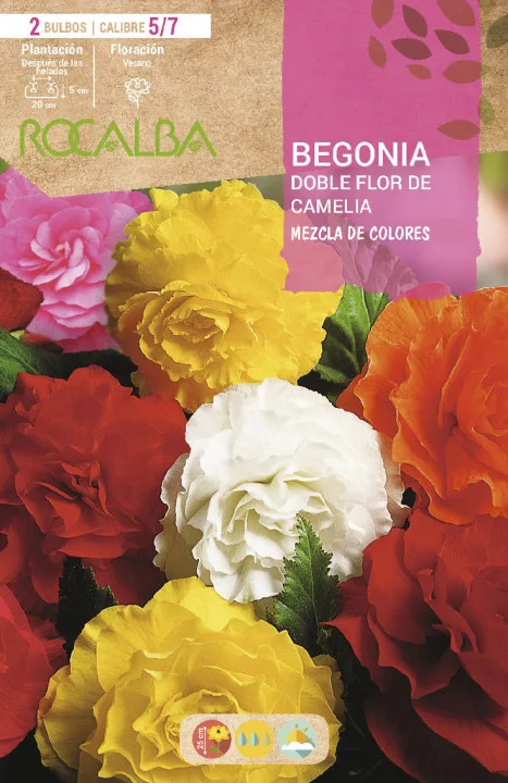 Bulbos Begonias Dobles Flor de Camelia Mezcla de Colores