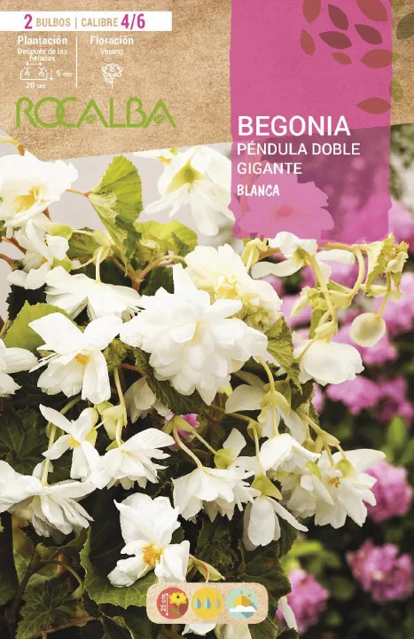 Bulbos Begonias Pendula Doble Gigante Blanco — foto principal