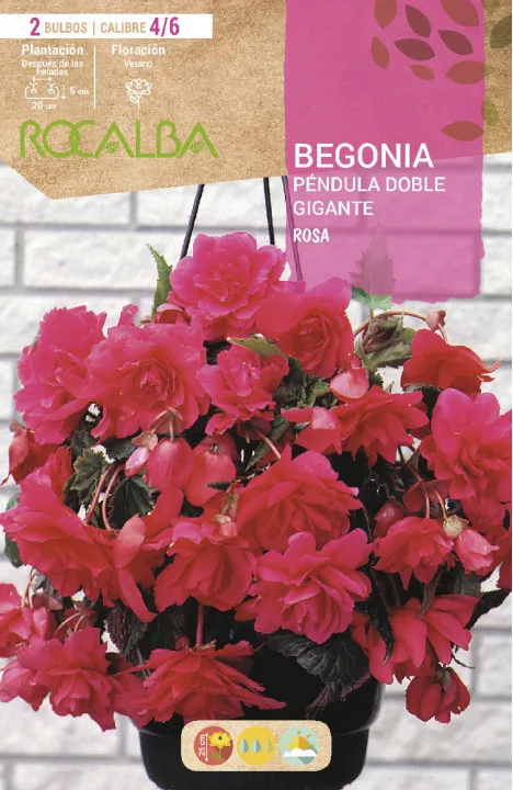 Bulbos Begonias Pendula Doble Gigante Rosa — foto principal