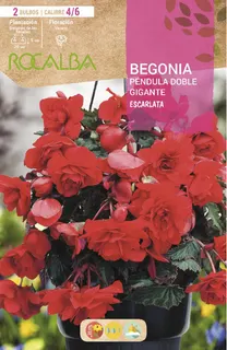 Bulbos Begonias Pendula Doble Gigante Escarlata