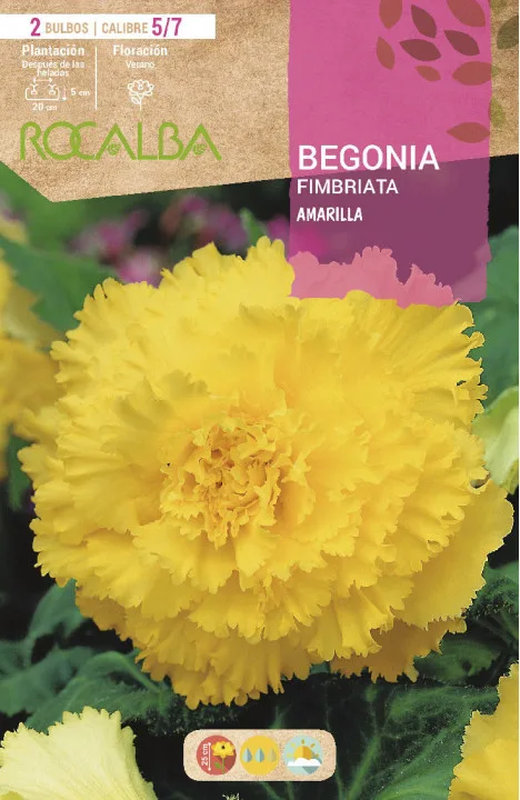 Bulbo Begonias Fimbriata Amarillo — foto principal