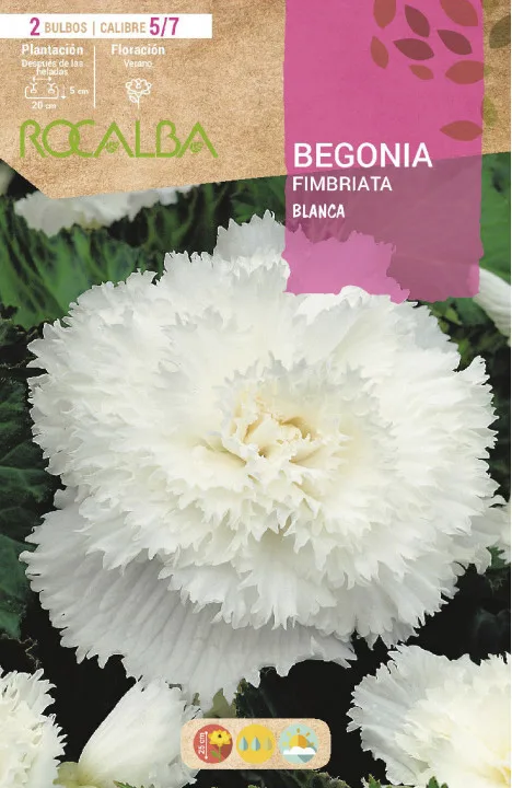 Bulbo Begonia Fimbriata Blanco — foto principal