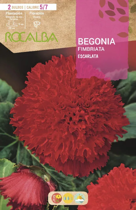 Bulbo Begonias Fimbriata Escarlata — foto principal