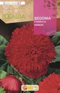 Bulbo Begonias Fimbriata Escarlata