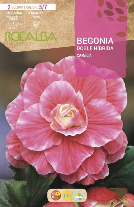 Bulbo Begonia Doble Hibrida Rosa Fuerte Borde Blanco — foto principal
