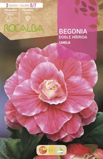 Bulbo Begonia Doble Hibrida Rosa Fuerte Borde Blanco