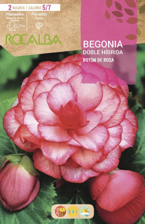Bulbo Begonias Doble Boton Rosa — foto principal