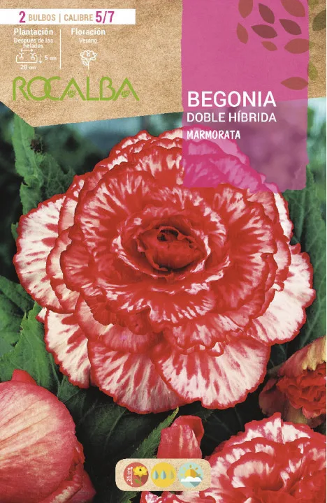 Bulbo Begonia Doble Marmorata Blanco Jaspeado Rojo — foto principal