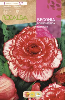 Bulbo Begonia Doble Marmorata Blanco Jaspeado Rojo