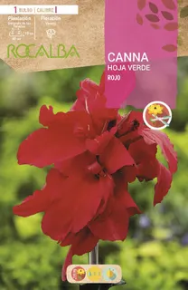 Bulbo Cannas Rojo