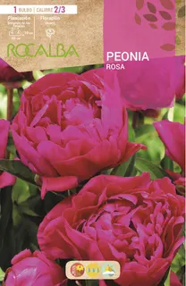 Bulbo Peonias Rosa
